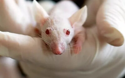 Preclinical Microbiome Research