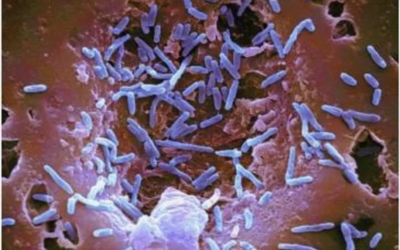 THE HUMAN MICROBIOME: AREAS OF INTEREST AND THERAPEUTIC APPLICATIONS