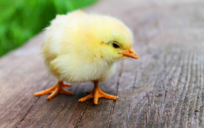 Microbiome & Livestock Health