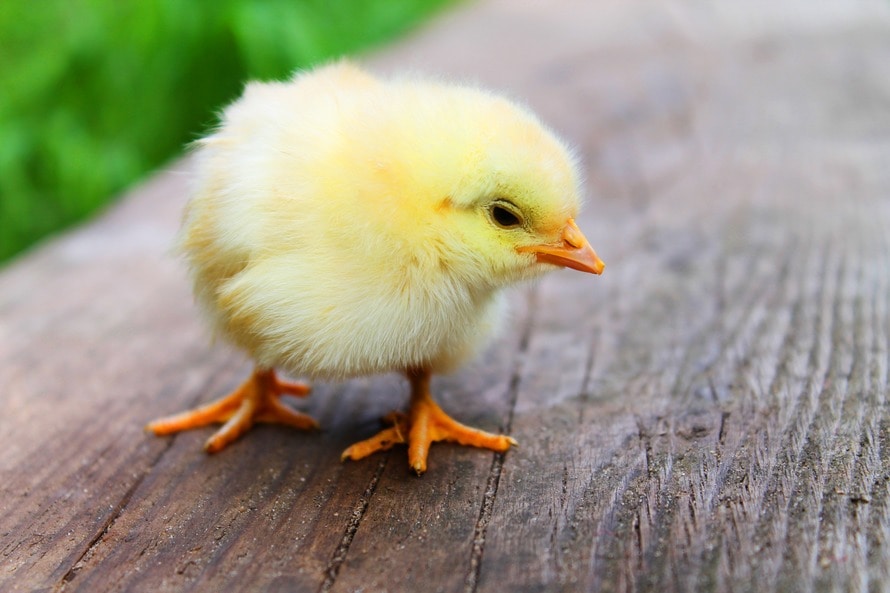 Microbiome & Livestock Health
