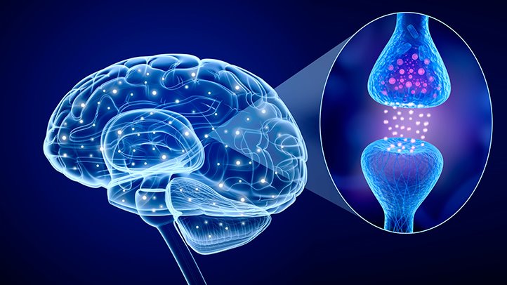 Impact of nutrition on brain activity through the gut microbiota: metabolization of the serotonin neurotransmitter.