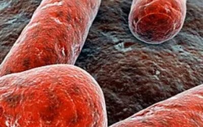 Exploring the Microbiome (bio)diversity